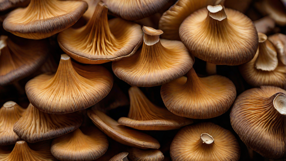 Dried Wood Ear Mushroom - Mushroom Growing